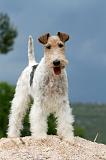 FOX TERRIER 606